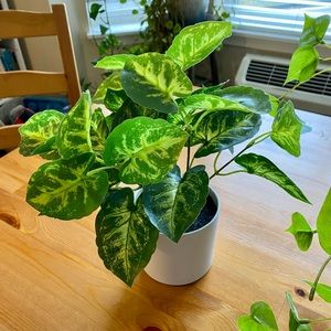 LIKE NEW Set of 2 faux plants - Target brand - LIKE NEW